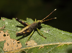 IMG 7240 Grasshopper