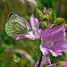 Green-veined White on Mallow
