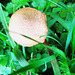 Fungi In The Lawn