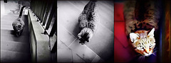 Santa Croce cat sequence