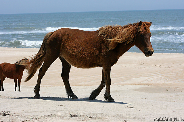 Wild Assateague Pony