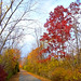 Red oak on trail