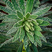 After the Rain........Euphorbia Leaves