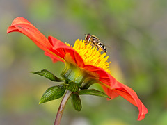 Small Hover Fly on Flower