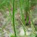 Common Winter Damselfly f (Sympecma fusca) 08-06-2010