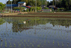 Rice field has been flooded