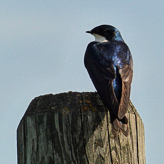 Tree Swallow from the archives