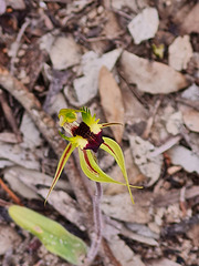 spider orchid in the scrub