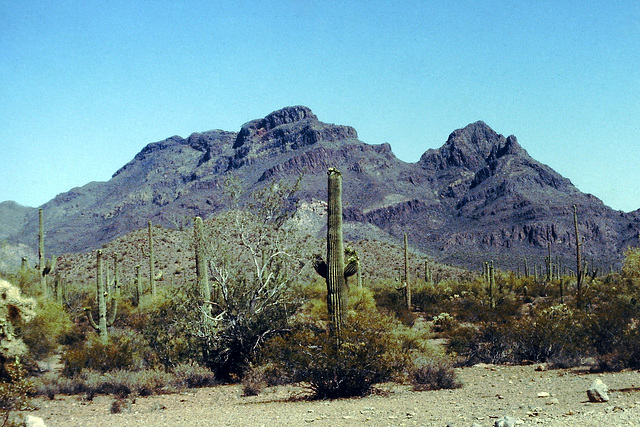 Sonoran Desert (AZ)