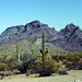 Sonoran Desert (AZ)