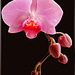 Orchid... ©UdoSm