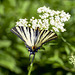 a Swallowtail on white  Valerian