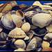 North Sea Shells