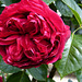 Une rose rouge pour nos coeurs*************