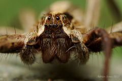 Nursery Web Spider (Pisaura mirabilis).