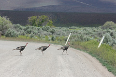 Why Did the Turkeys Cross the Road?