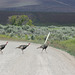Why Did the Turkeys Cross the Road?