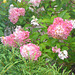 Hortensienblüten - floroj de hortensio