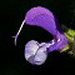 Salvia pratensis 'Madeline' - Icône groupe Lamiacées