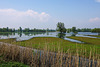 Overzicht over het moeras Schouwendijk