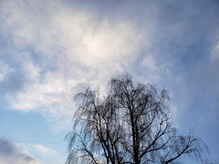 winter - tree - sky