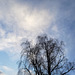 winter - tree - sky