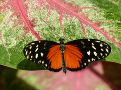 Tiger Longwing butterfly / Heliconius hecale