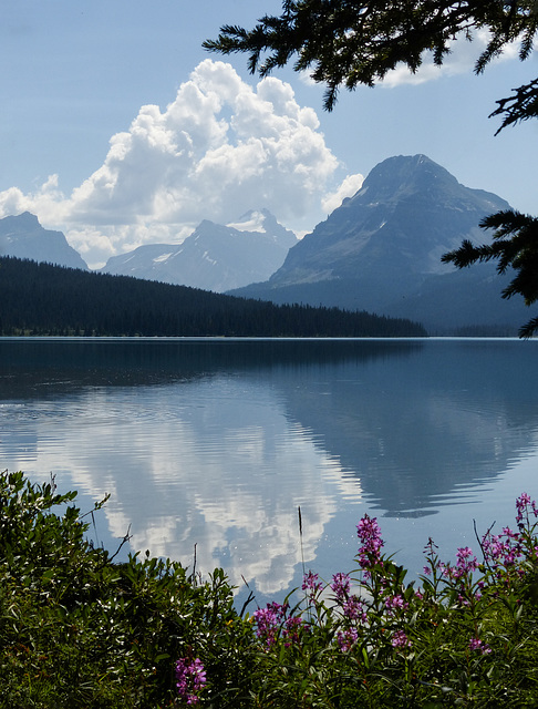 A touch of Fireweed