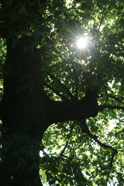 Lighting the forest (Explored)