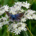 Common Blue f (Polyommatus icarus) DSB 0253