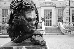 Lion at Kingston Lacy