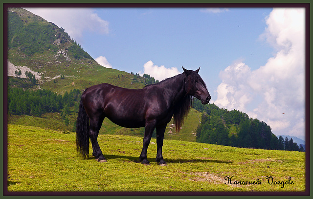 Noriker Pferd