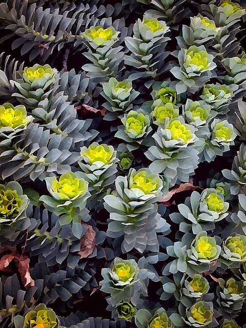Spurge (Euphorbia Myrsinites)