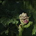 Rhubarbe (1)