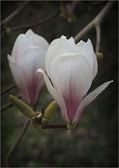 Magnolia duo