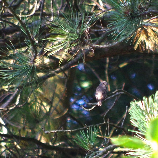 Record shot of …
