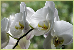 Variations of orchids... ©UdoSm