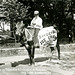 Hoch's Ice Cream Parlor Cow, Patriotic and Industrial Parade, Newburg, Pa., July 3, 1909