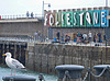 Gull and folk at Folkestone