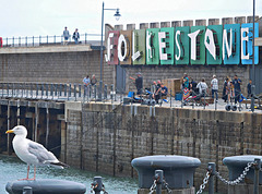 Gull and folk at Folkestone