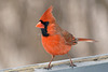 x cardinal DSC0224