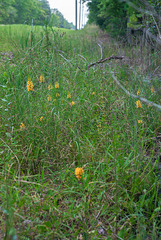 Platanthera cristata (Crested Fringed orchid) habitat