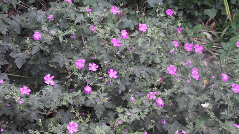 Lovely bunch of mallow