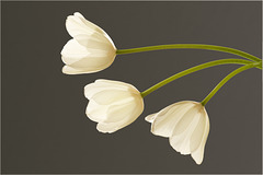 3 weiße Tulpen!