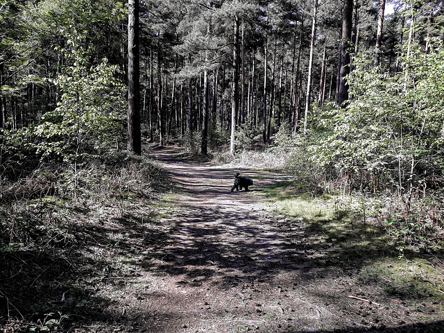 Walking a woodland track - H.A.N.W.E