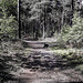 Walking a woodland track - H.A.N.W.E
