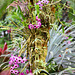 IMG 4273 Dendrobium sur dattier nain du Mekong