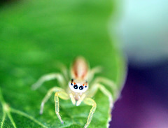 Teeny Weeny Spider
