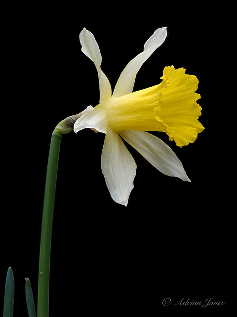 Wild  Daffodil (Narcissus pseudonarcissus)