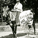 Hoch's Ice Cream Parlor Cow, Patriotic and Industrial Parade, Newburg, Pa., July 3, 1909 (Cropped)